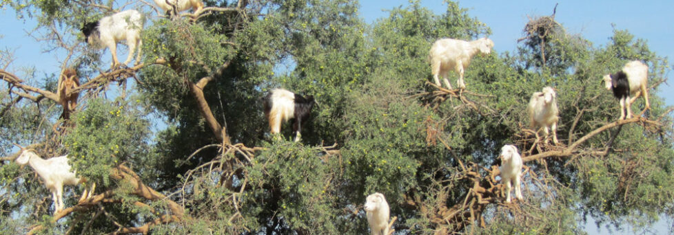 Goats in trees in Morocco